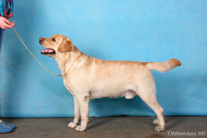 Миконти Мистер Астон