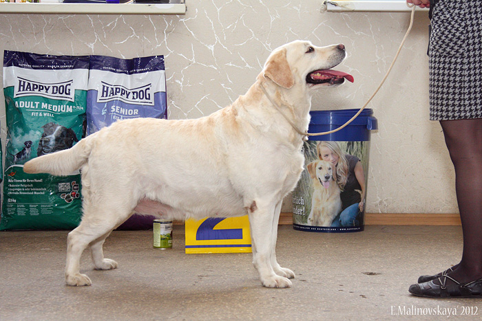 Время Мечты Валенсия Фламенко