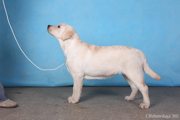 Андромеда Геба Харита