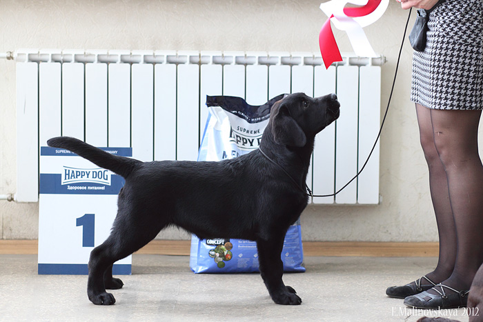 Инаморато Магиа Нера