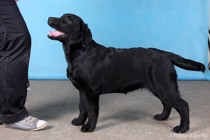 Николь Поли Чериш Зе Дрим