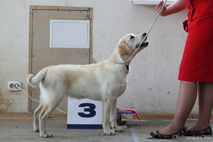 Жерминаль Мисти Жентли Вумэн