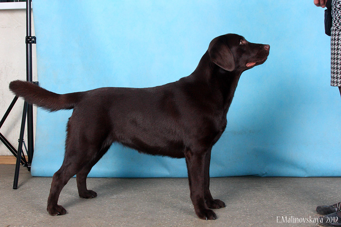 Инаморато Еванджелина Сэмпер Анте