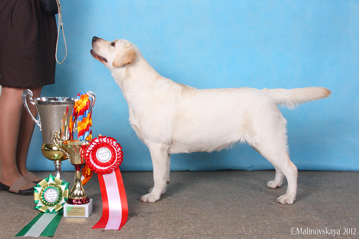 Дэлайна Амороус Хистори