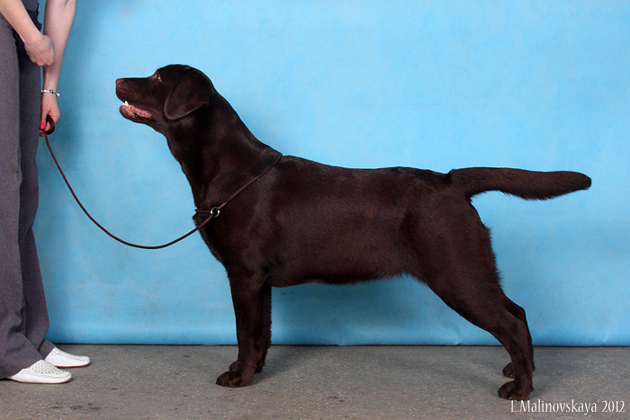 Керол Рут Алберика