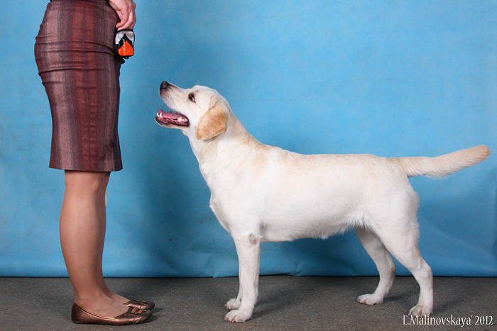 Хелен'с Мирэкл Тропикал Хит