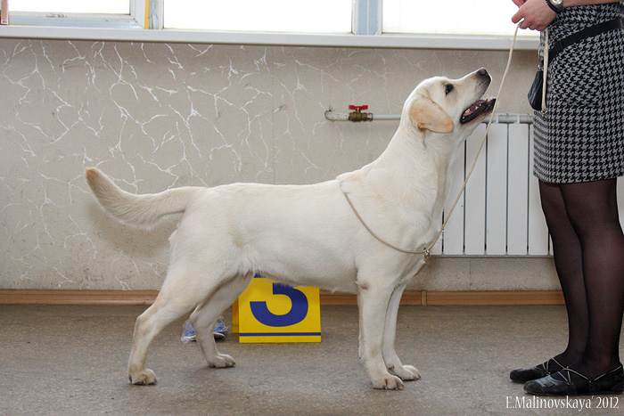 Миконти Ноче де Луна