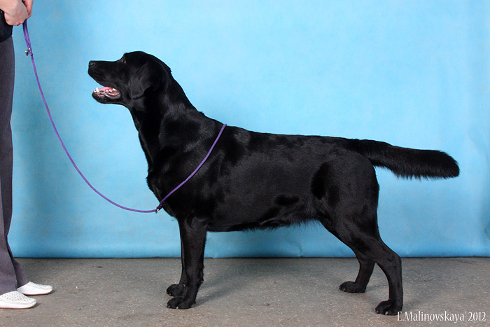 Вей Тали Винченца Кэрол Рут