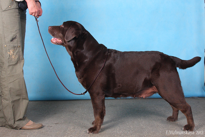 Энс Луменс Арна Браун Шугар